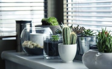 ¿TE ATREVES? CONOCE LA NUEVA TENDENCIA DE DECORACIÓN CON PLANTAS